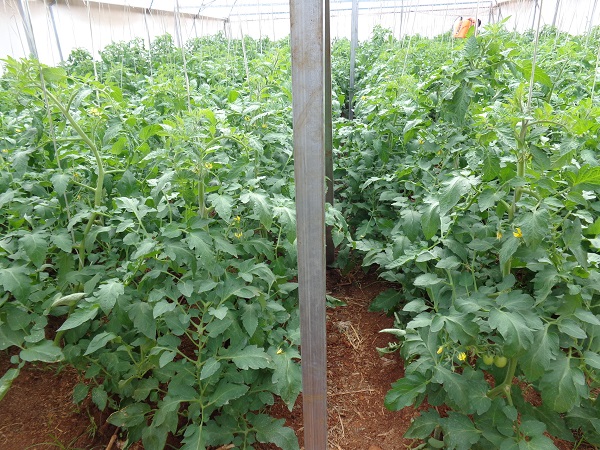Kas in Ruiru